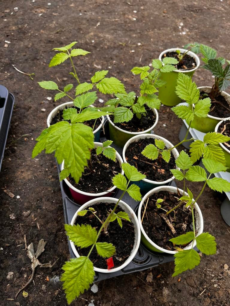 Ensemble de 6 plants de framboises (rouge et jaune) — 12€, Enlèvement ou Envoi