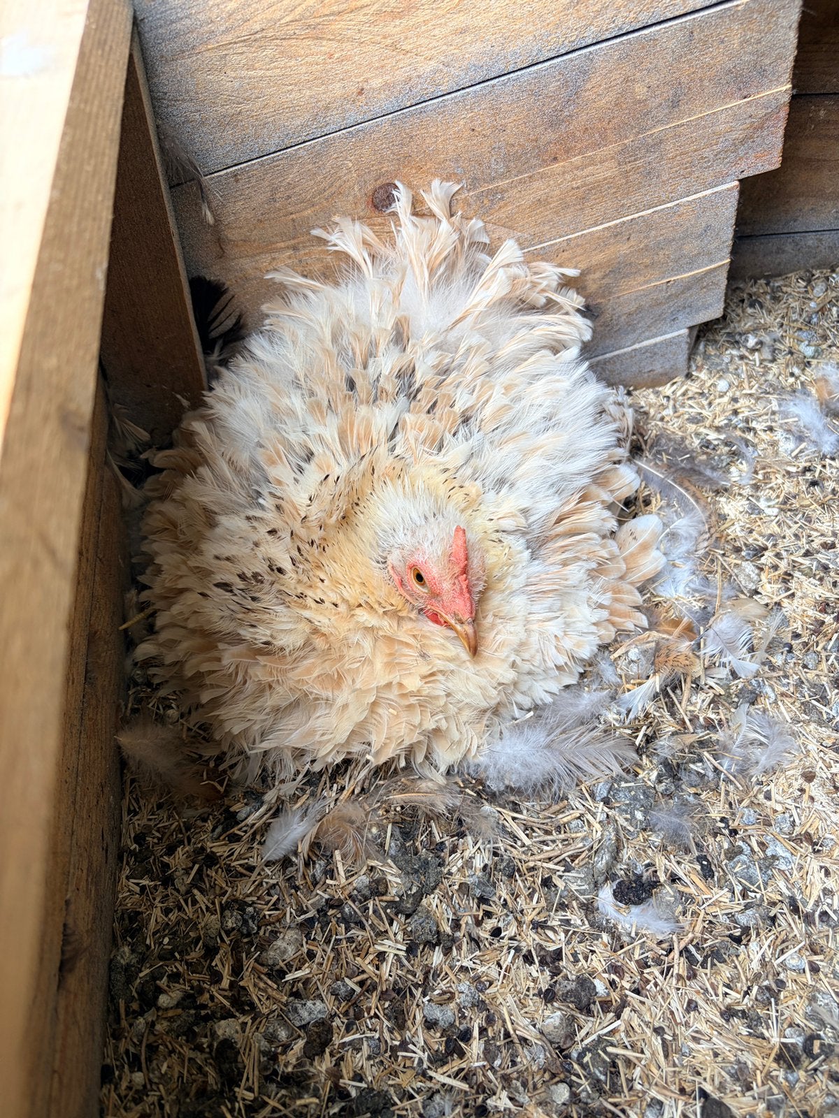 10 Cochin kriel , zowel krul als gewoon, Dieren en Toebehoren, Pluimvee