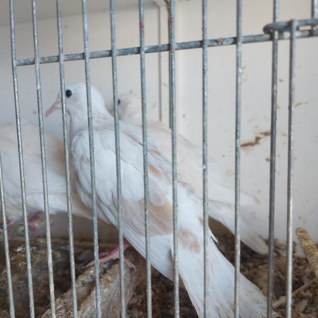 Lachduiven, Meerdere dieren, Overige soorten