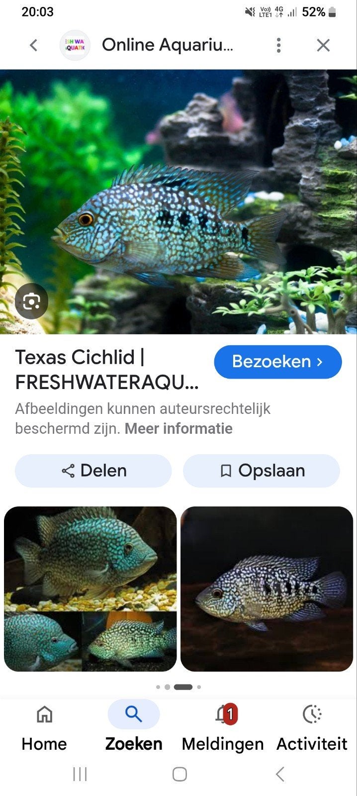 Te koop jonge texas cichlides