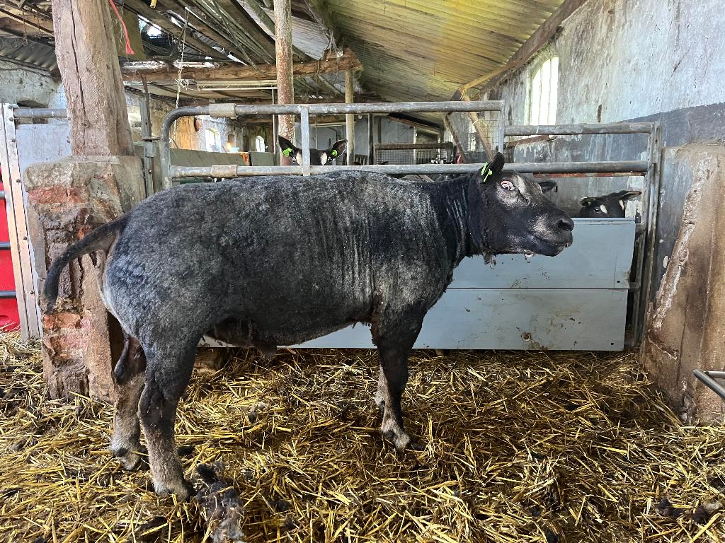 scheren van uw schapen, Dieren en Toebehoren