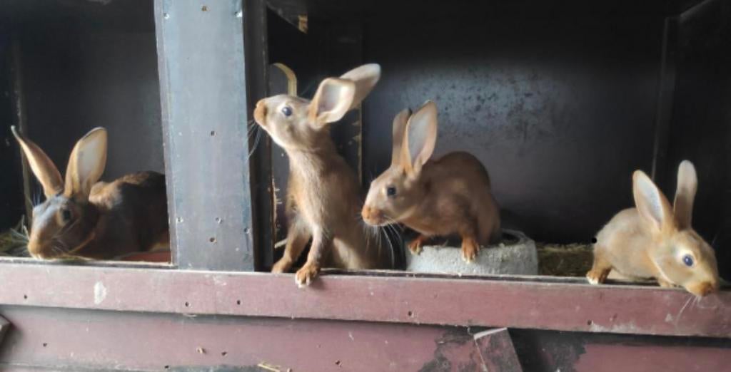Belgische hazen, Dieren en Toebehoren