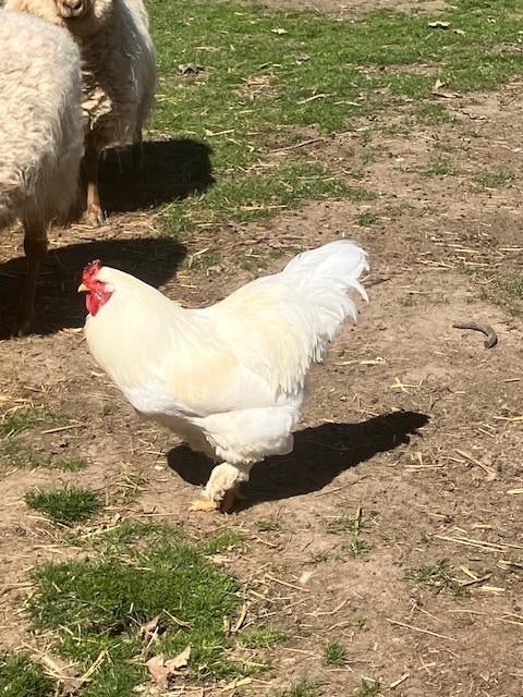 Brahma haan - 10 euro, Mâle, Poule ou poulet
