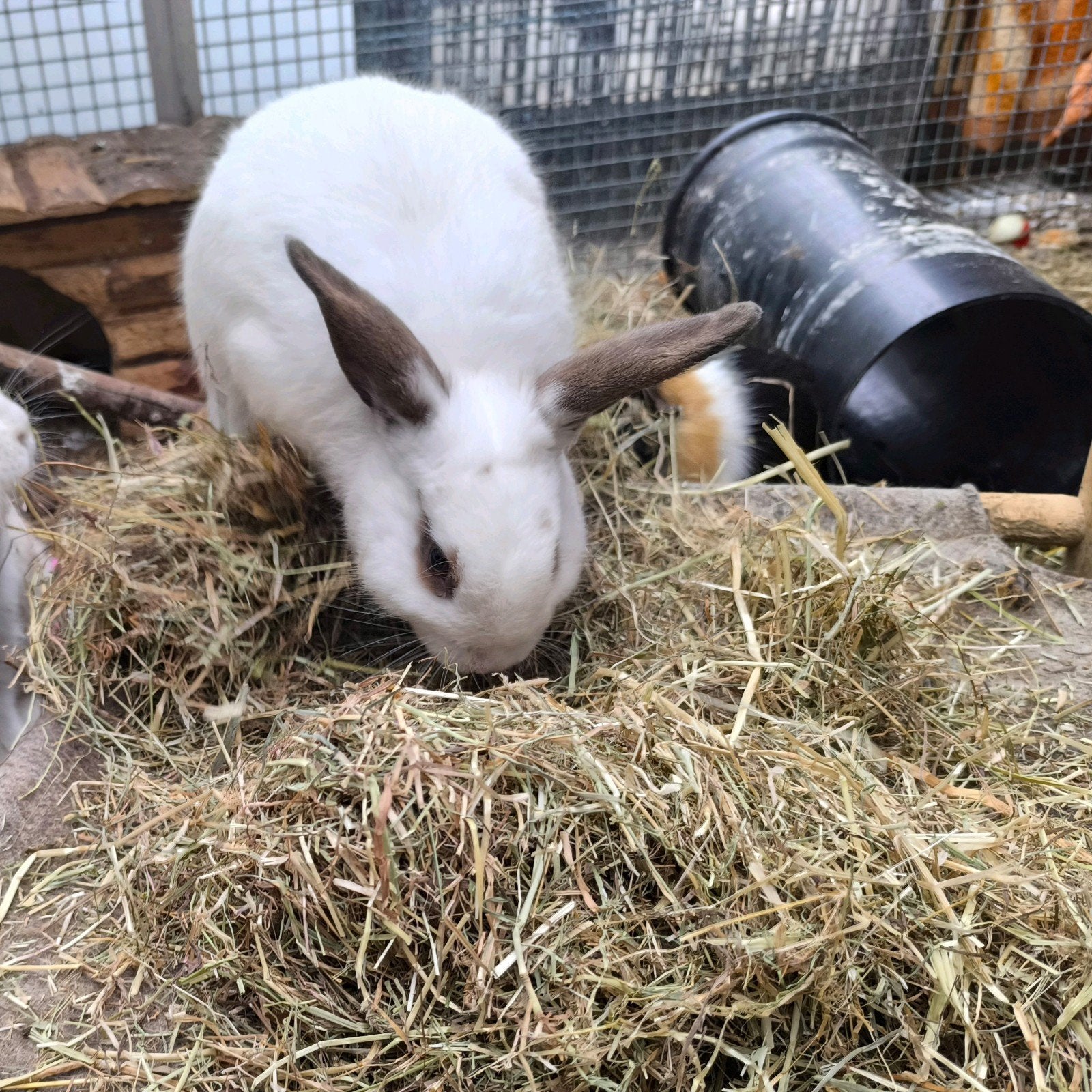 Rammelaar konijn, Animaux & Accessoires, Lapins