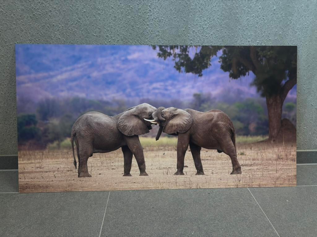 Wildlife foto elephants entwined, Ophalen