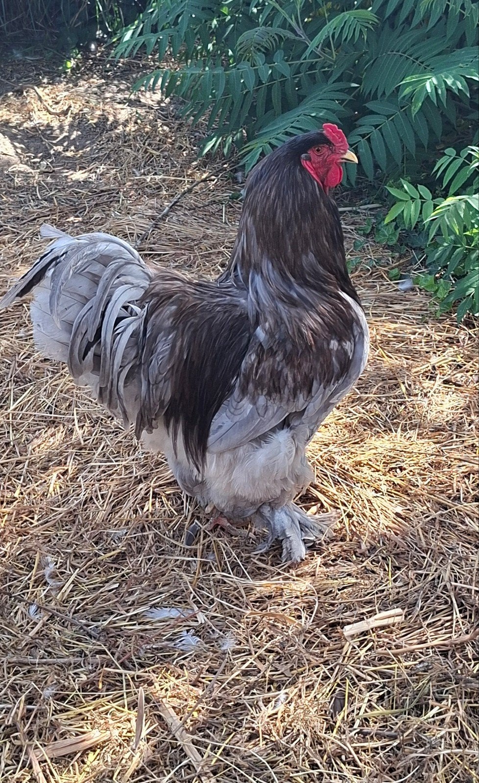 Le charmant coq Brahma Dicky cherche une autre maison !, Mâle, Poule ou poulet
