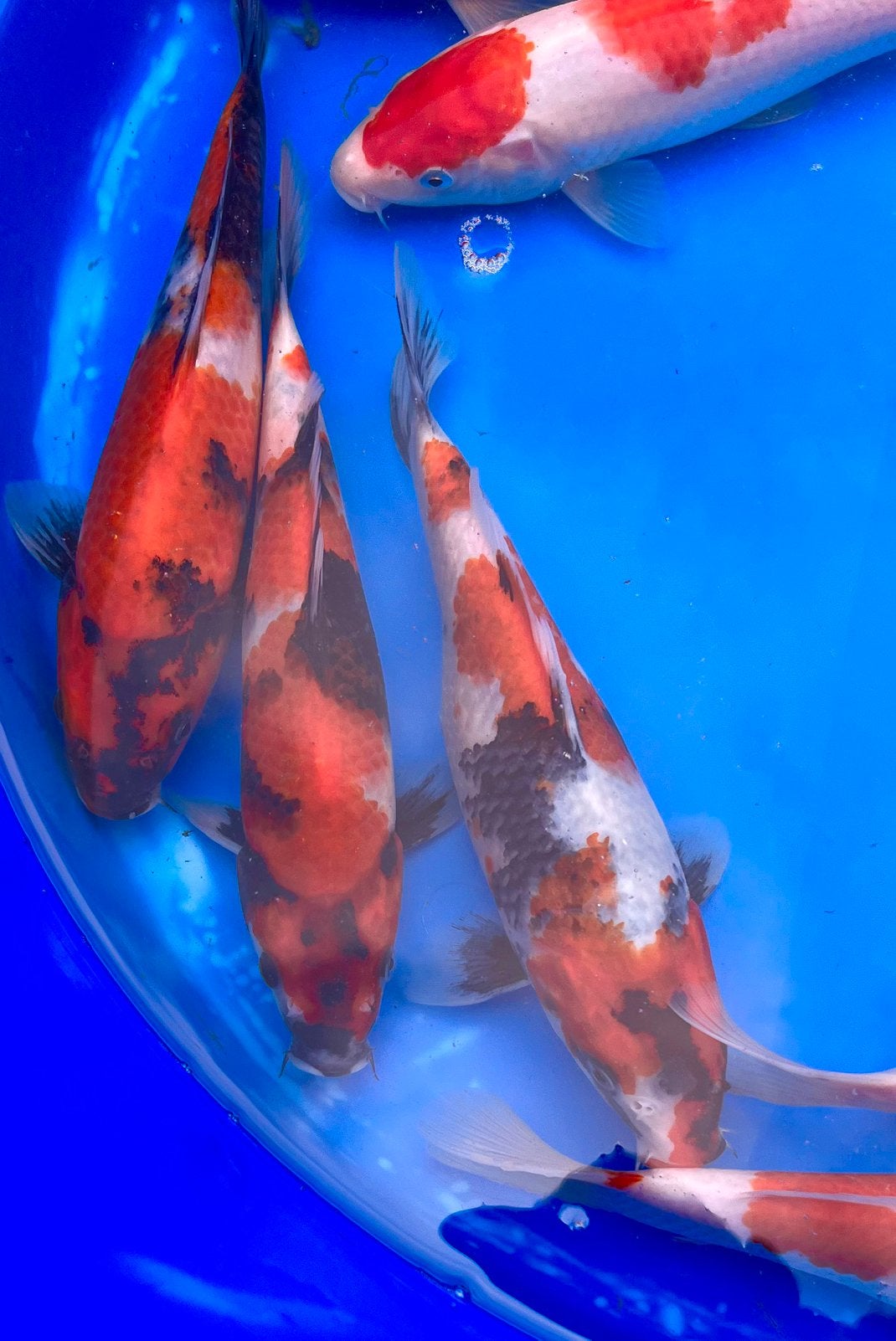 Tosai koi: Showa Kohaku Sanke 25-30cm en Nisai 50-58cm!, Carpe ou Koï