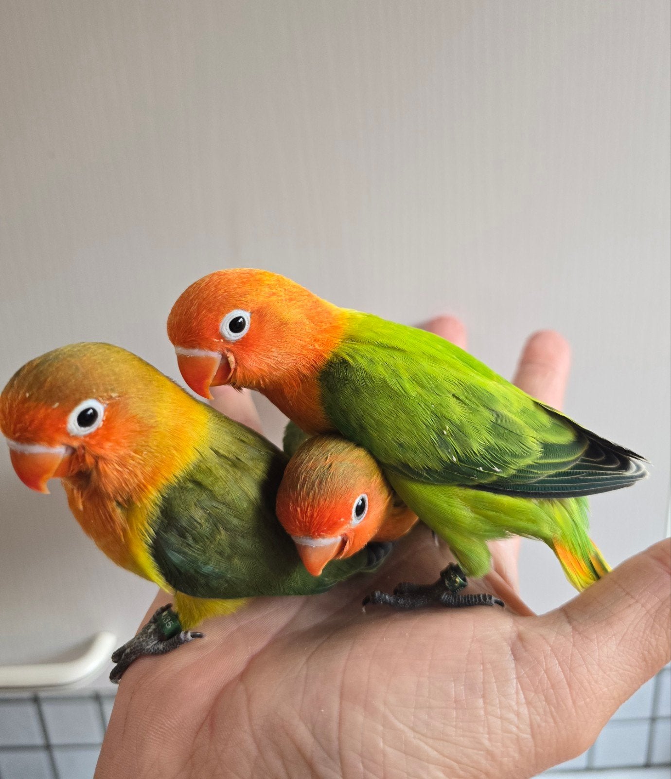 3 Handtamme Fischeri Jongen, Meerdere dieren, Dwergpapegaai of Agapornis, Tam