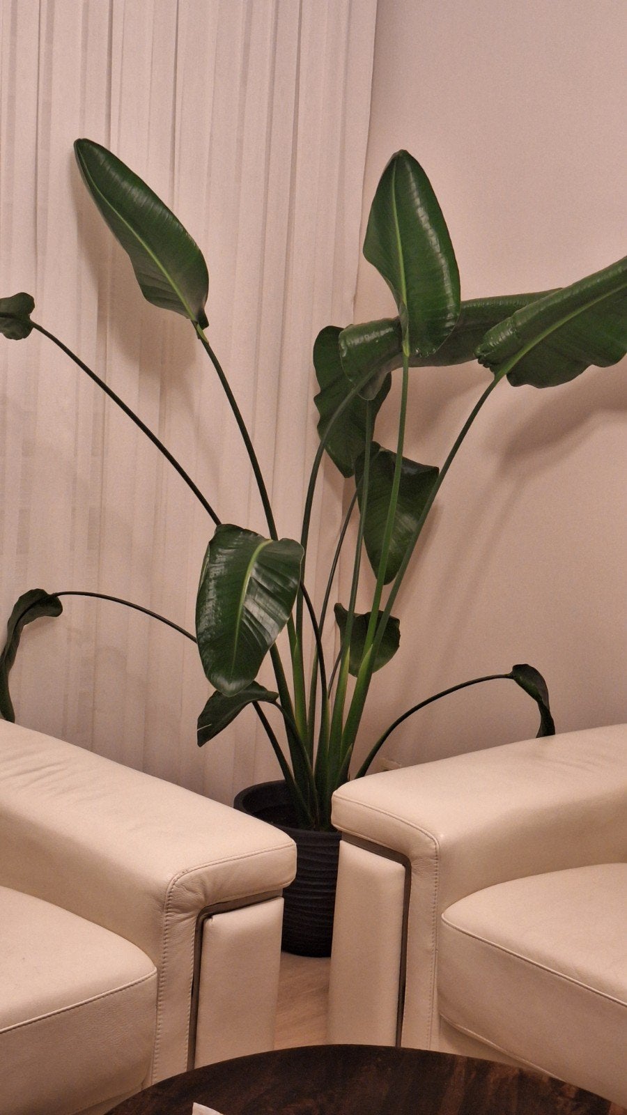 Strelitzia plant nicolia (paradijsvogelplant), Huis en Inrichting, Ophalen