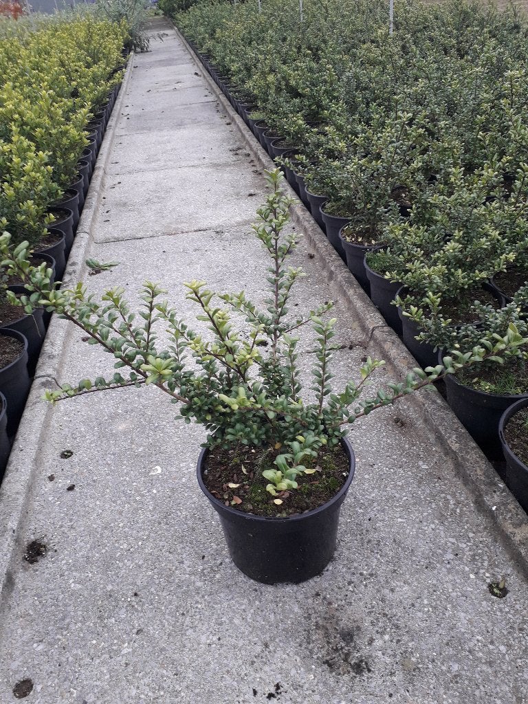 Japanse hulst / Ilex crenata 'Convexa', Ophalen, Hulst