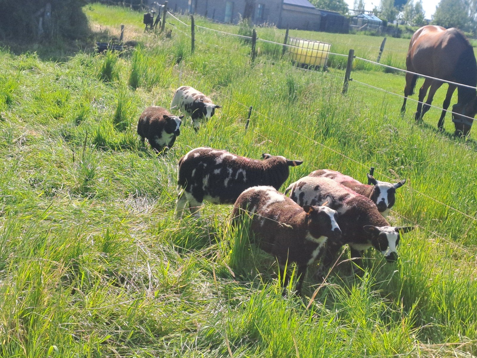Mooie baggerbonte ramlammeren, Dieren en Toebehoren, Schapen, Geiten en Varkens, Mannelijk, Schaap, 0 tot 2 jaar
