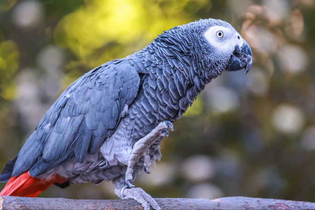Zoek een grijze roodstaart papegaai., Dieren en Toebehoren, Vogels | Parkieten en Papegaaien, Papegaai