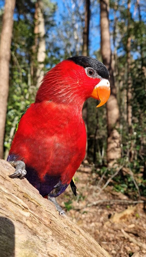 SUPER Tamme Purperbuik Lori, Dieren en Toebehoren, Mannelijk, Papegaai, Pratend