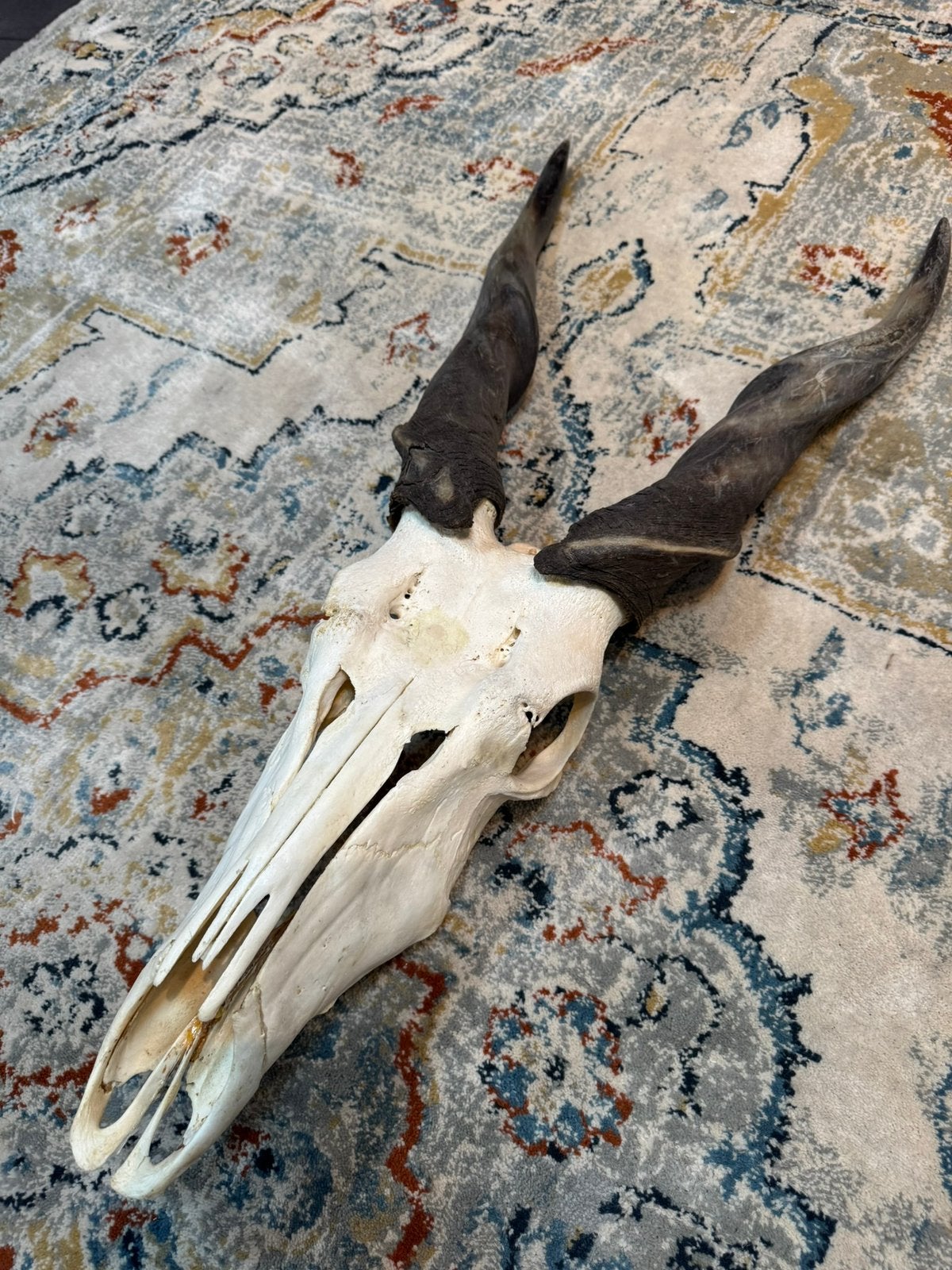 Eland antilope schedel taxidermy, Ophalen, Zo goed als nieuw, Wild dier, Schedel