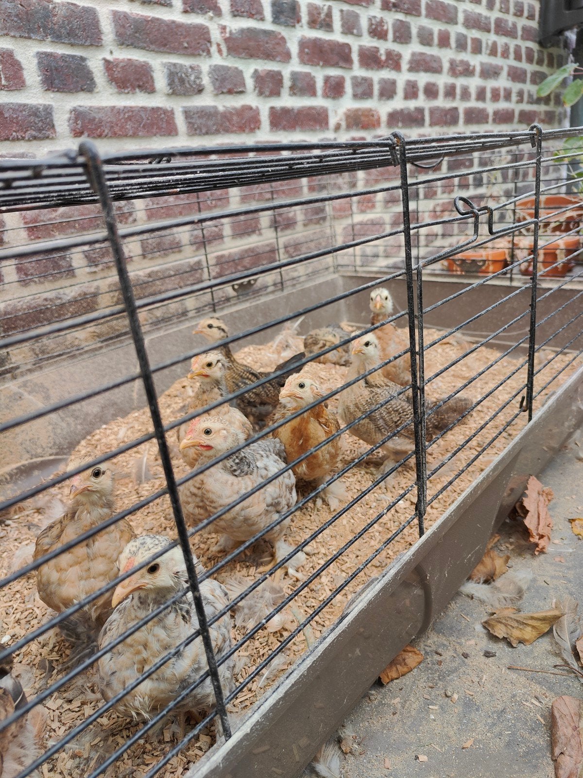 aruacana kuikens 8 weken oud, Dieren en Toebehoren