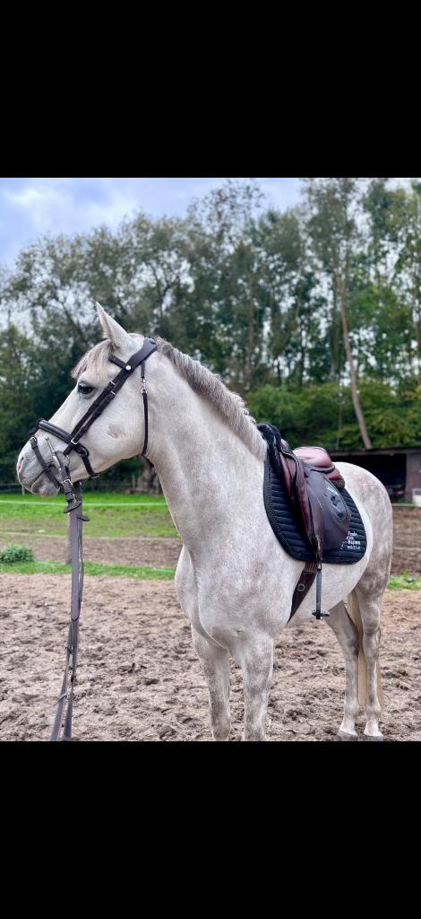 Hongre 8 ans - 158 cm, Animaux & Accessoires, Vermifugé, Hongre, Débourré, Moins de 160 cm