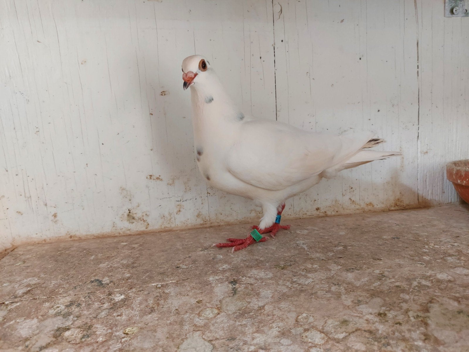 jonge duif 2026, Sexe inconnu, Pigeon voyageur