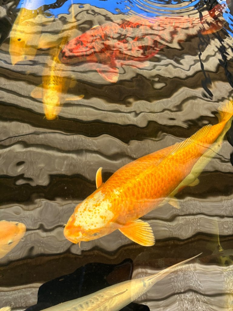 Koï Golden Corn, Animaux & Accessoires, Poissons | Poissons d'étang, Carpe ou Koï