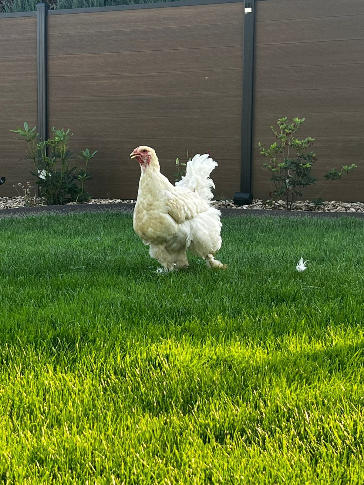 Brahma hen, Dieren en Toebehoren, Pluimvee