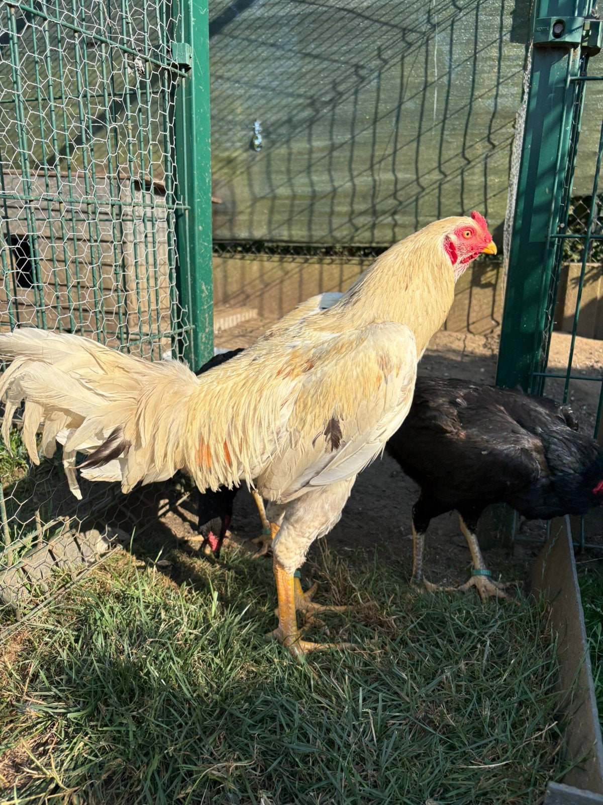 Shampoing Trio, Plusieurs animaux, Poule ou poulet