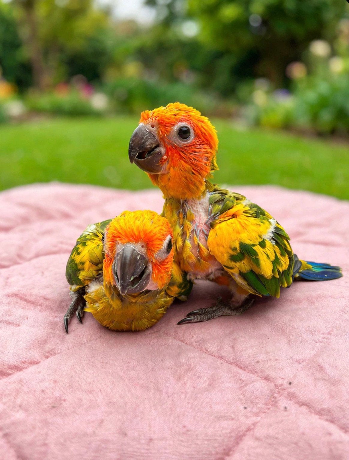 Conure soleil, Dieren en Toebehoren, Ophalen
