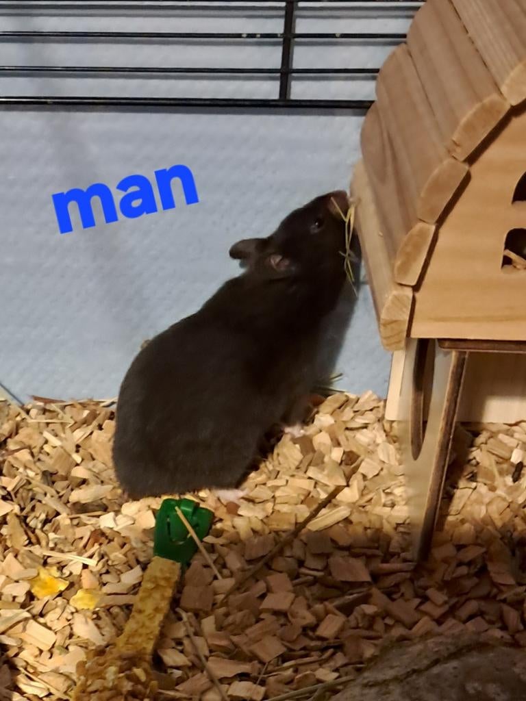 Langharig en kort harige Goudhamsters, Dieren en Toebehoren, Hamster, Januari, Meerdere dieren, Tam