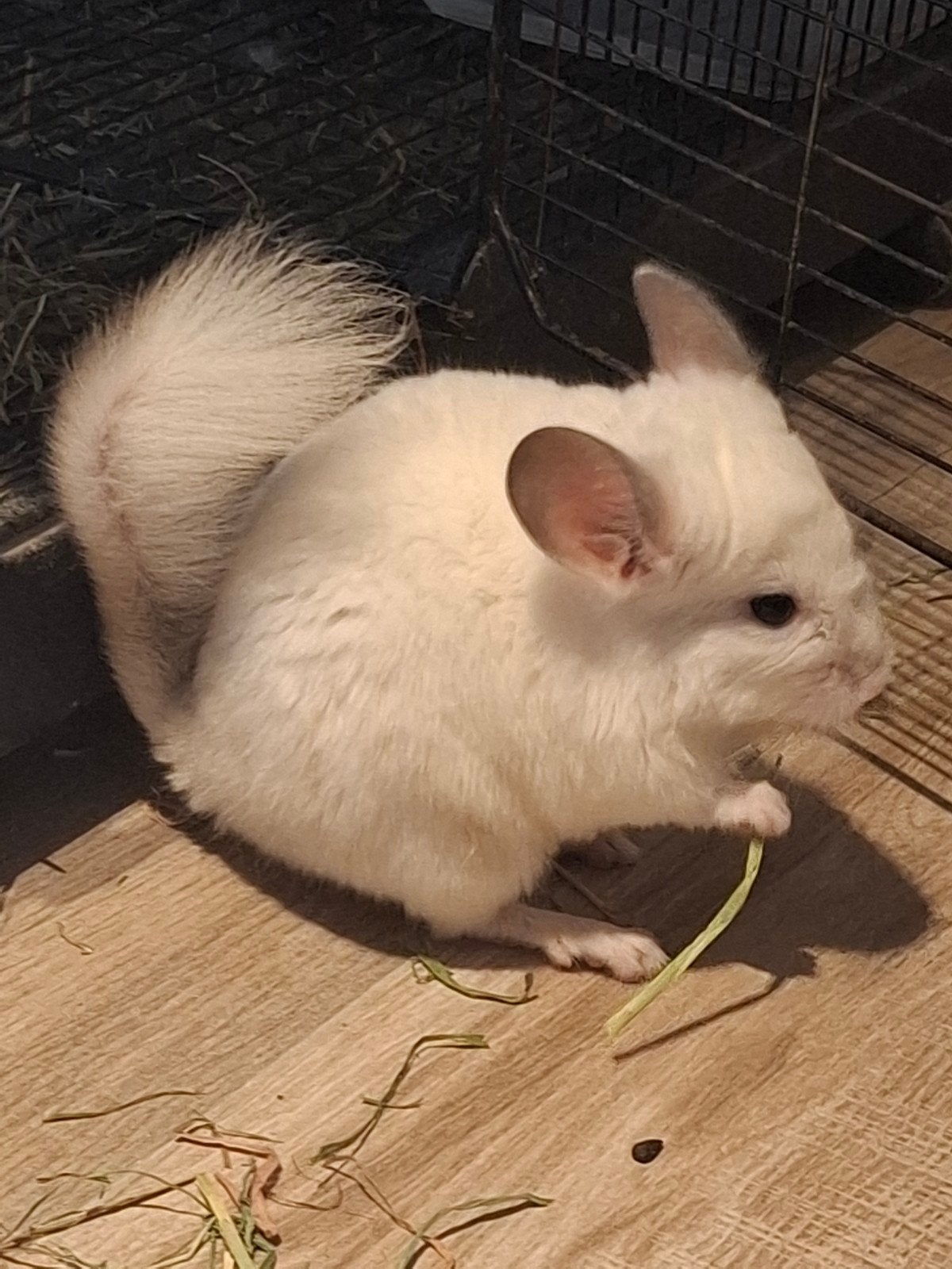 Chinchilla, Dieren en Toebehoren, Februari, Mannelijk, Chinchilla