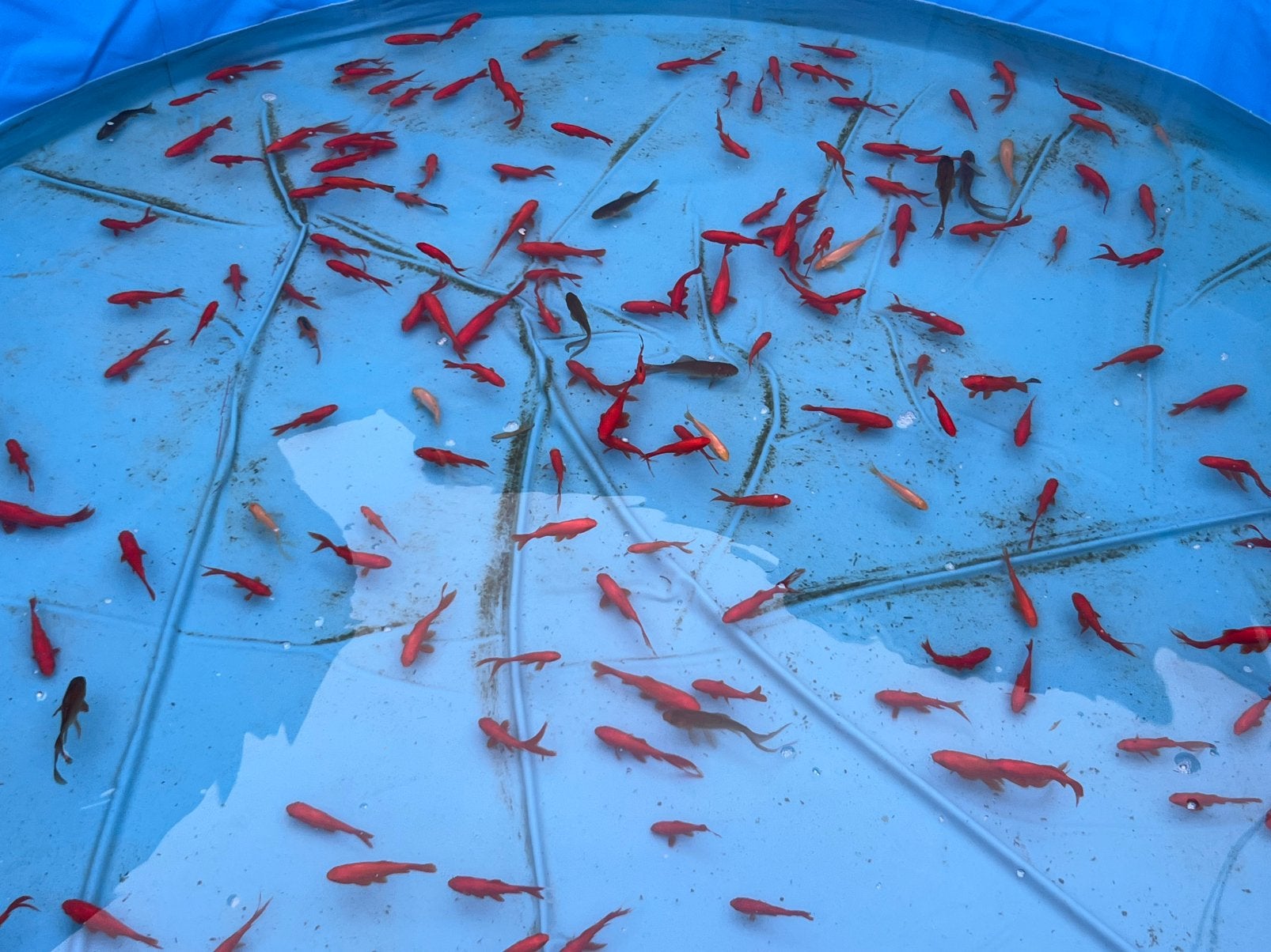 Goudvissen sluier en normale €0,75 per stuk, Animaux & Accessoires, Poisson(s) rouge(s)