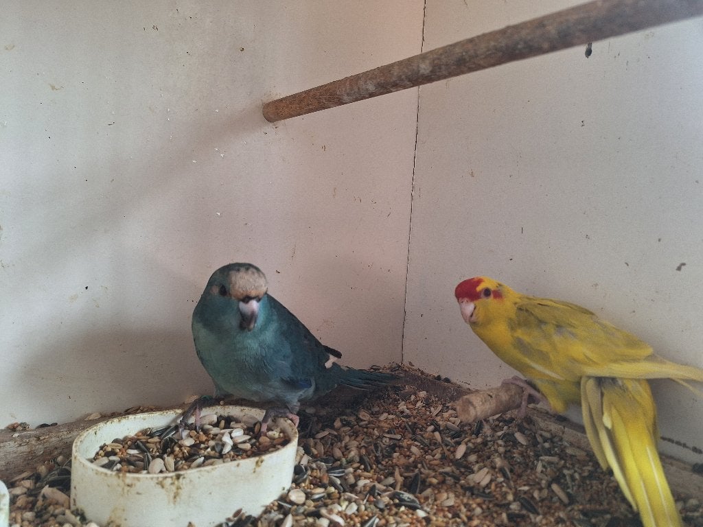 Kakariki's, Dieren en Toebehoren, Vogels | Parkieten en Papegaaien, Meerdere dieren, Parkiet, Geringd