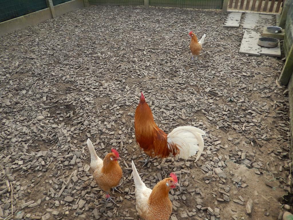 Broedeieren fries hoen, Dieren en Toebehoren, Kip