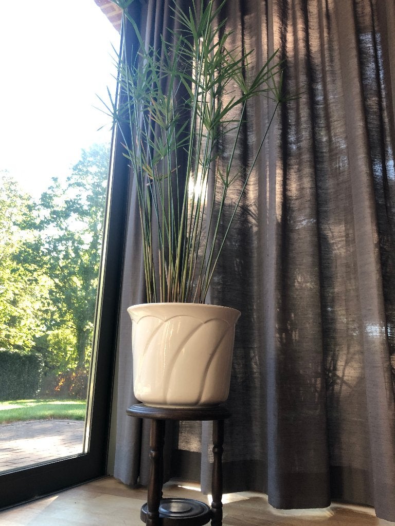 plante d'intérieur exotique en papyrus, Enlèvement, En pot, 150 à 200 cm