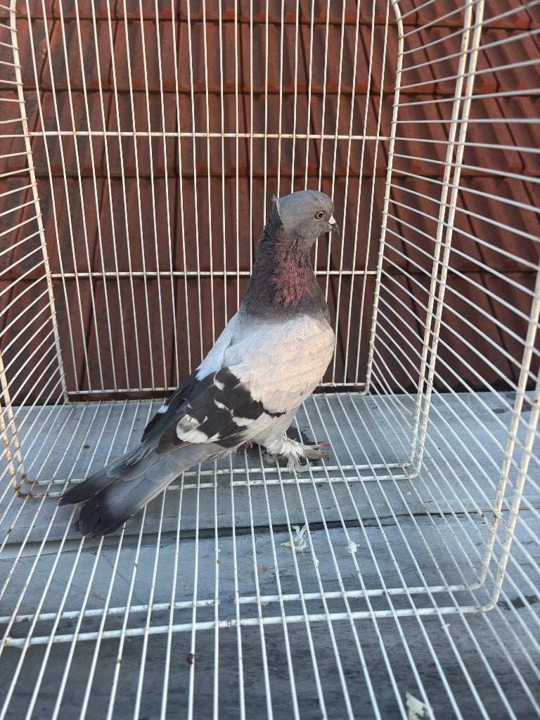 Seferli  yumurta garantili mardin Taklacisi, Dieren en Toebehoren