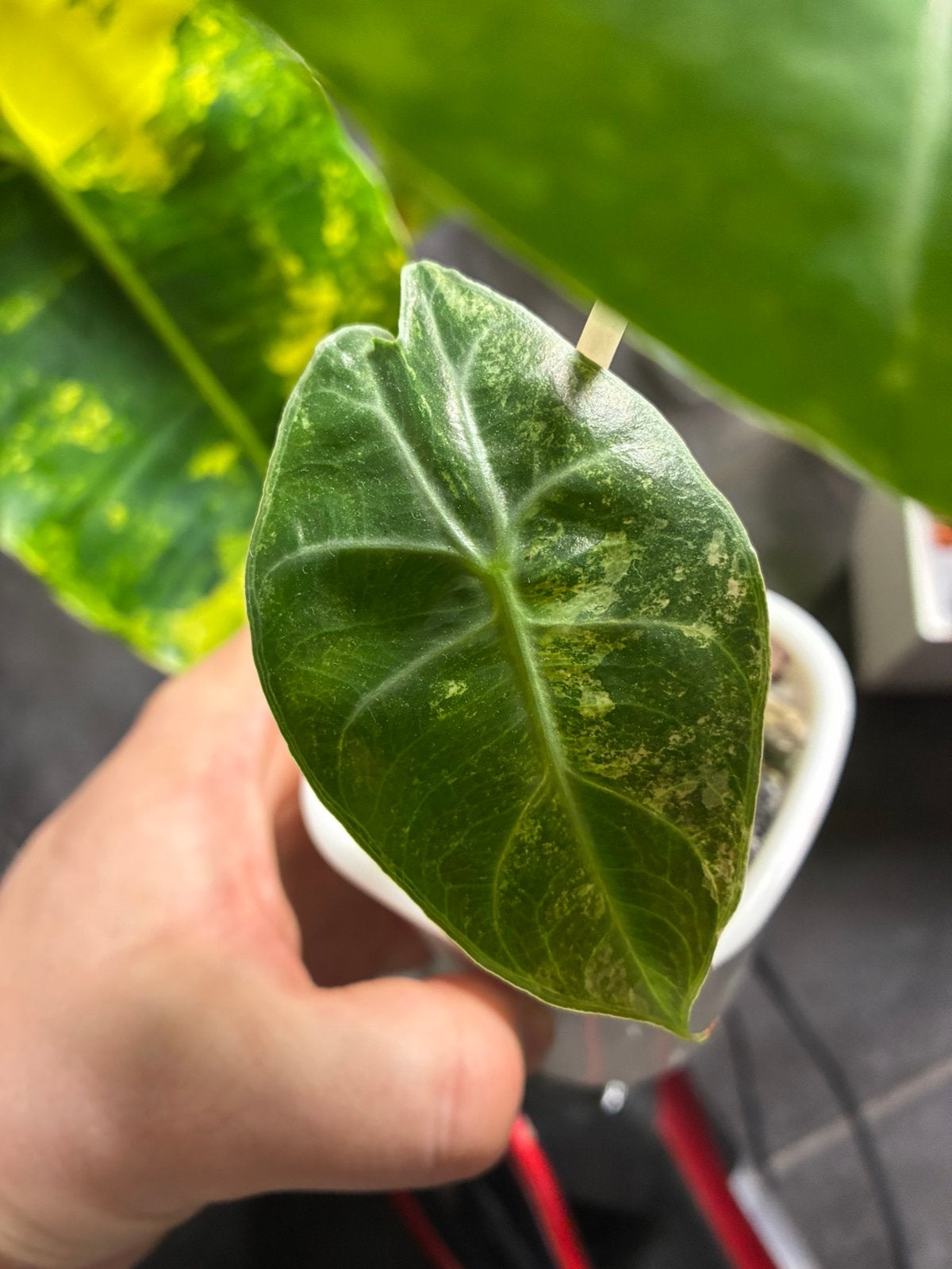 Alocasia Pink Dragon variegata, Huis en Inrichting, Overige soorten, Ophalen of Verzenden, In pot, Minder dan 100 cm