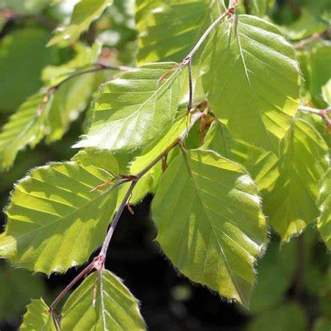 Fagus sylvatica Beukenhaag met kluit 180/200, Ophalen, Beukenhaag, Haag, 100 tot 250 cm