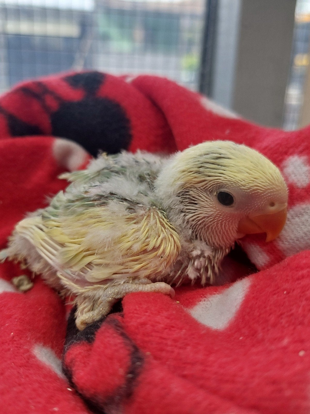 Agapornis roseicollie handtamme baby