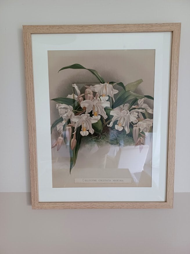 Originele Chromolithografie ‘Reichenbachia’ 1888 – H.G. Moon, Antiek en Kunst, Kunst | Litho's en Zeefdrukken, Ophalen of Verzenden