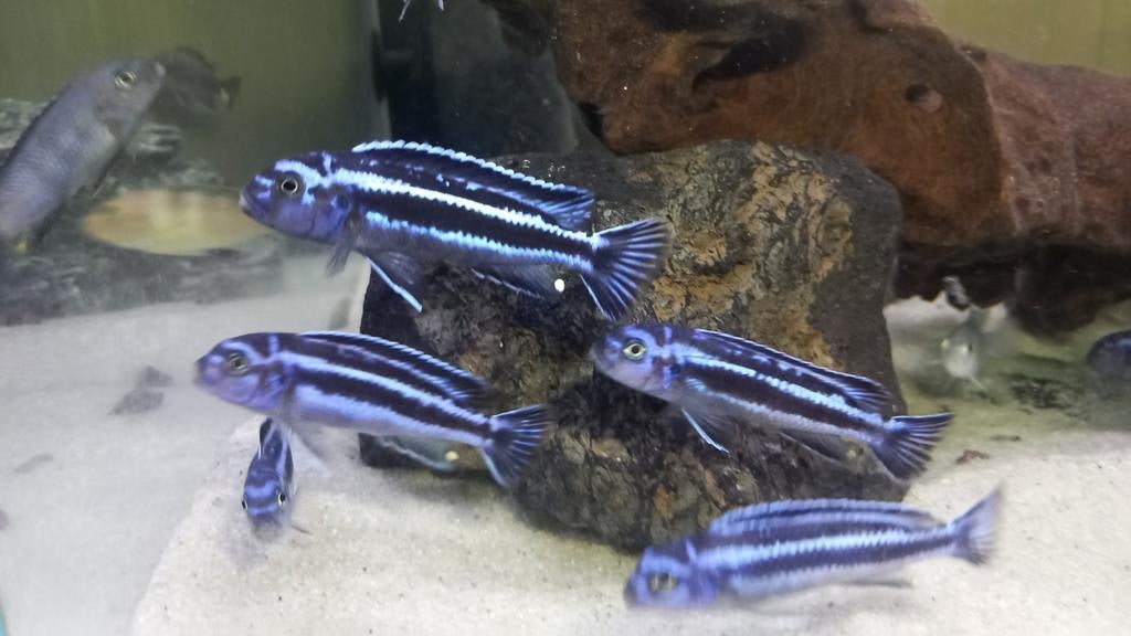 Malawi cichliden, Dieren en Toebehoren