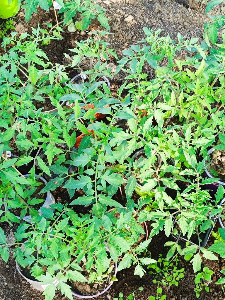 plants de tomate, Annuelle, Printemps, Plein soleil, Enlèvement