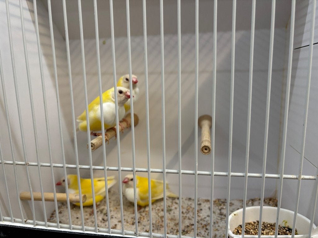 Gouldamadine lutino poppen, Femelle, Oiseau tropical, Bagué