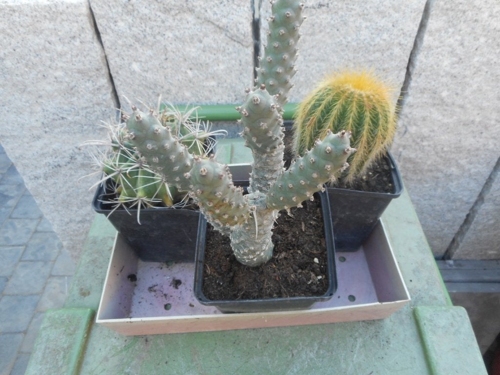 plantes, Enlèvement ou Envoi, Plante fixe, Autres espèces, Plein soleil