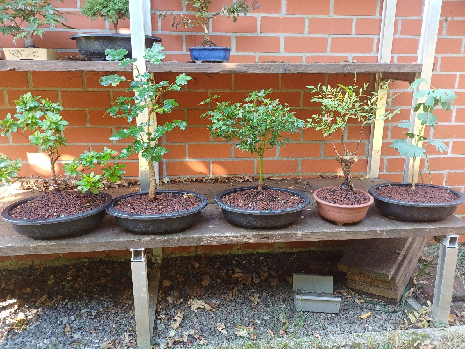 5 pre bonsai, Tuin en Terras, Tuinvazen, Ophalen