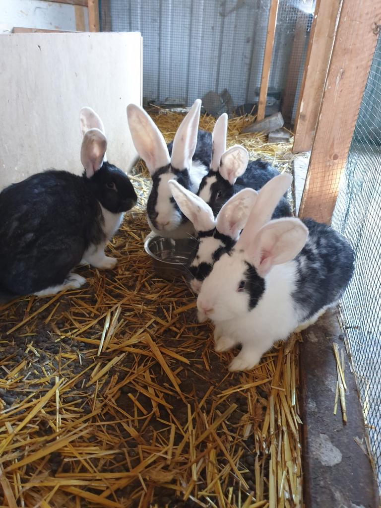 Duitse reus, Dieren en Toebehoren
