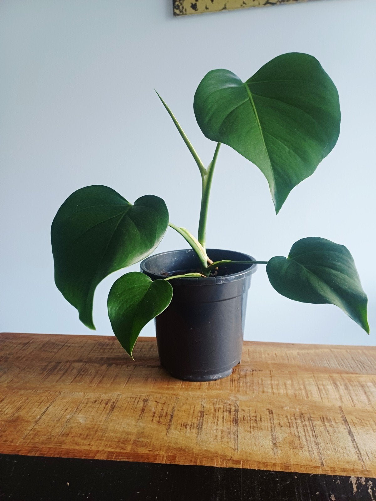 Monstera Deliciosa var Brazil/Brazillian common form, Autres espèces, En pot, Moins de 100 cm, Enlèvement