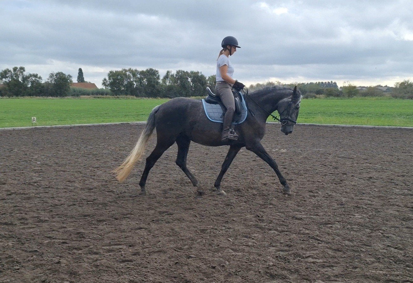 lusitano merrie 5 jaar zoekt goeie thuis (dringend), Merrie, Met stamboom, Dressuurpaard, Zadelmak