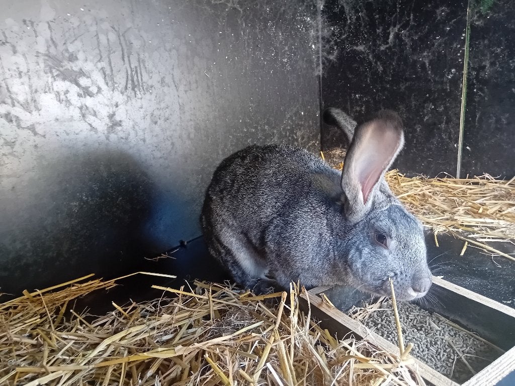 Duitse reus, Dieren en Toebehoren, Konijnen, Mannelijk, Groot, 0 tot 2 jaar