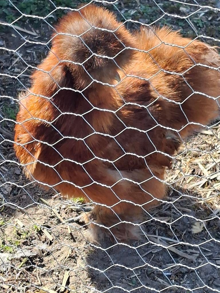 Gratis zijdehoen haan met 1 gratis hen erbij, Dieren en Toebehoren, Kip