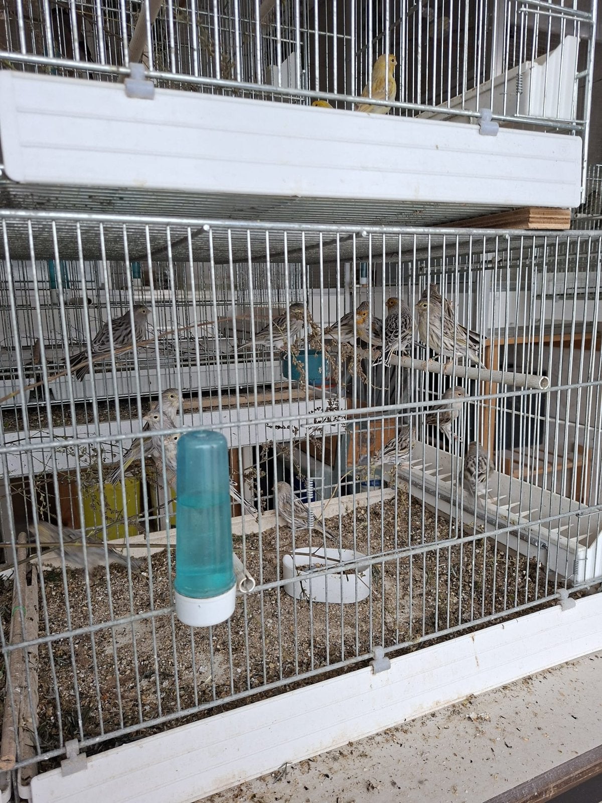 Kanaries, Dieren en Toebehoren