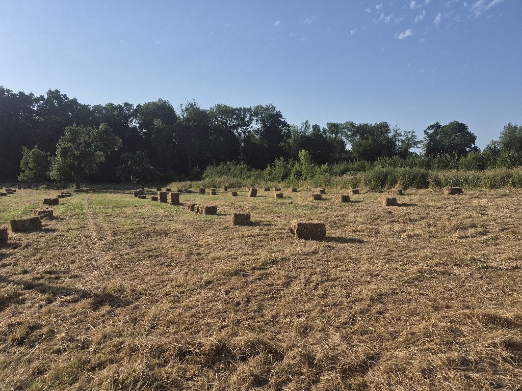 Hooi te koop, Dieren en Toebehoren, Paarden