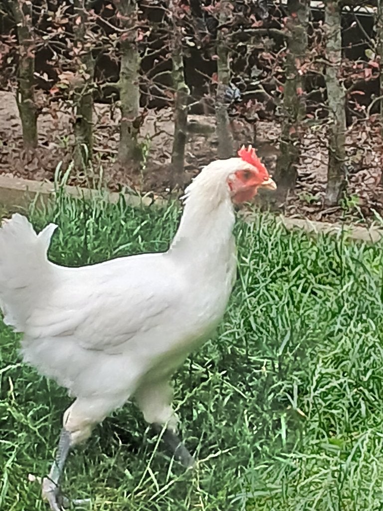 kuikens, Dieren en Toebehoren, Pluimvee, Kip, Geslacht onbekend