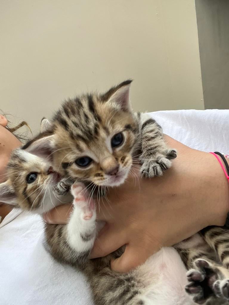 Twee katjes, Ophalen